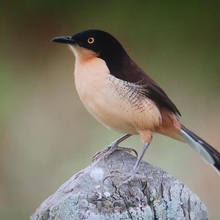 Posada Del Angu Puerto Iguazú Kültér fotó