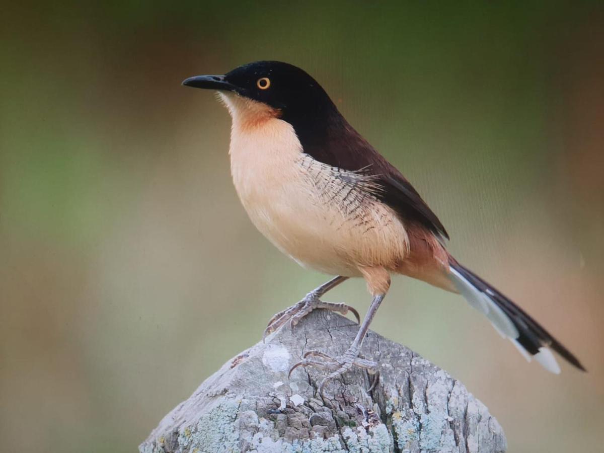 Posada Del Angu Puerto Iguazú Kültér fotó